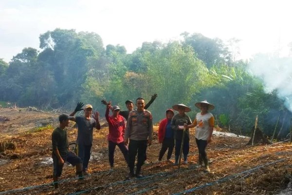 Penanaman jagung hibrida bersama kelompok tani dan Polsek Sebangki